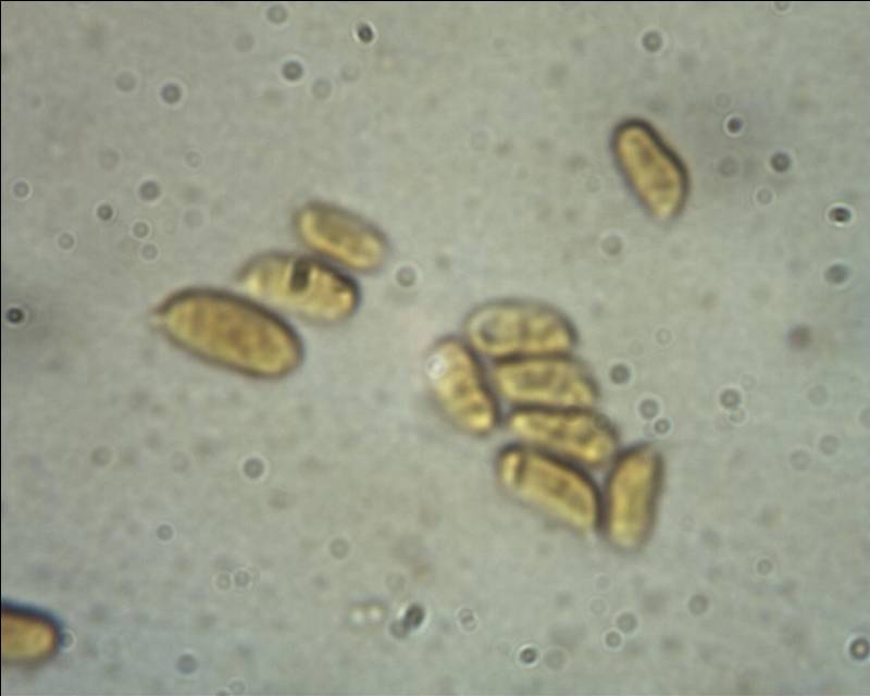 Coriolopsis sp.